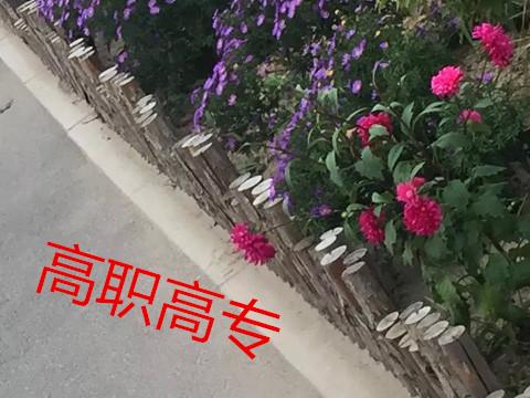 兔子妈妈：高职高专，请用爱心关注他们