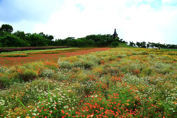 茶溪谷的湿地公园花海,各种花成片成片,加上欧陆风情建筑恍惚身处