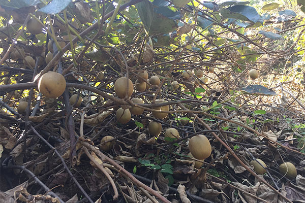 香菇哥:如何保存猕猴桃鲜果以及野生猕猴桃