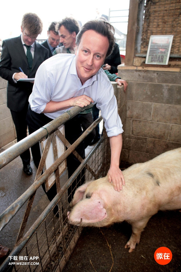 英国首相被称用"隐私部位"虐猪