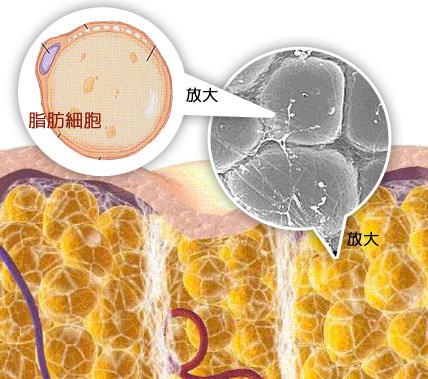 想要更快燃烧热量及脂肪,来点j训练!你懂的