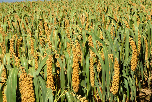 目前,这个乡德龙杂粮种植专业合作社种植的谷子即将进入收获期