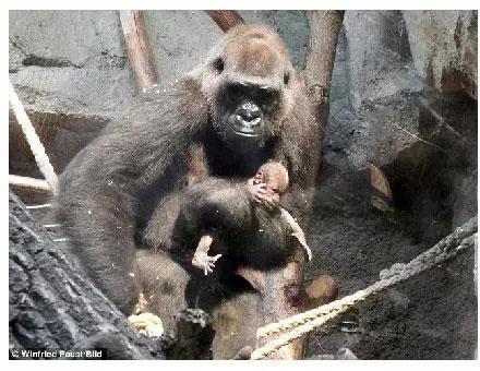 母猩猩完全无法接受女儿死亡的现实,抱着小猩猩