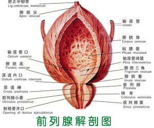 预防前列腺增生,做好日常保健