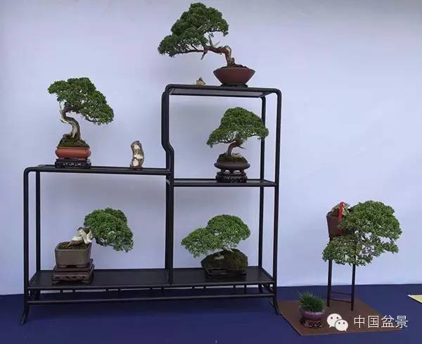 微型盆景咫尺方寸蕴美景