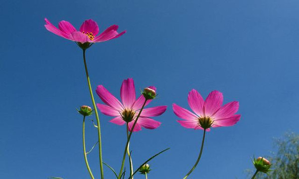 佛教信物之花,找到八瓣格桑花就找到了幸福