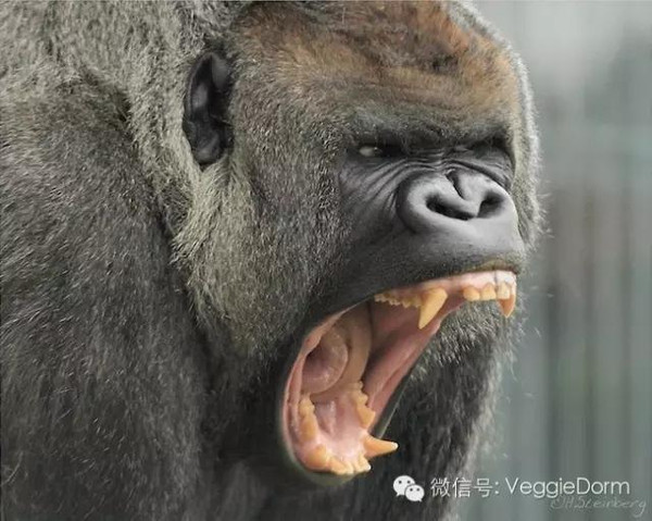 其他的食草动物(如大猩猩,马,河马等)都有"犬齿",而黑猩猩,虽然它的