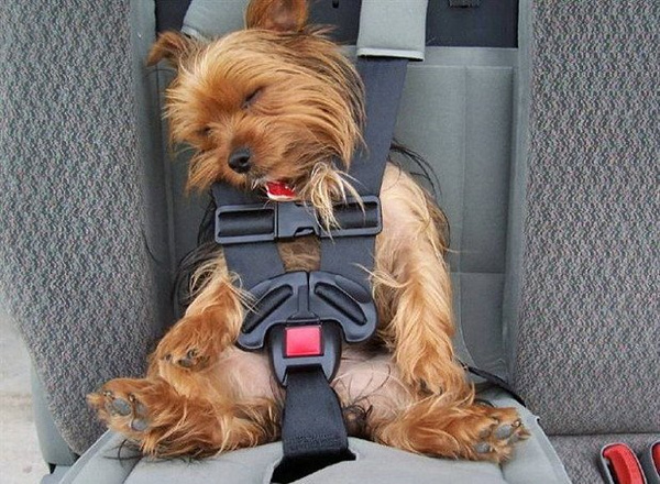 带狗狗坐车必看:狗晕车怎么办,该怎么训练它坐