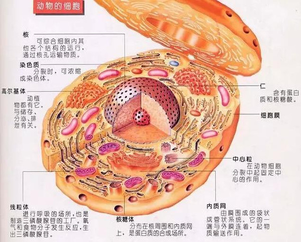 高中生物重点知识记忆口诀