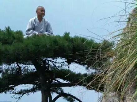 惊见九华山一高僧在松树顶上打坐不知真假