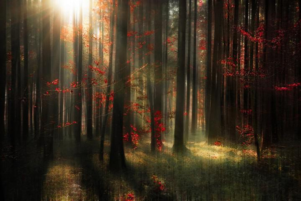 世界上真实存在的九大魔法森林