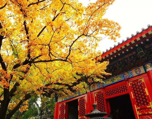 秋季的北京香山公园. 一到秋天,北京就变成北平.