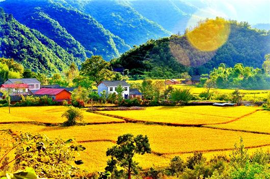 原标题:图文:秋收醉人的风景   秋收时节,一派丰收景 ..