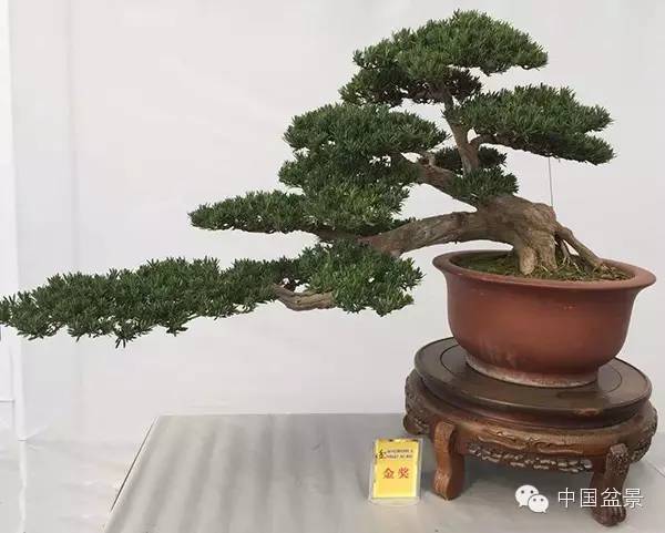 "第二届中国精品盆景(沭阳)邀请展"金奖作品欣