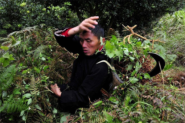 探秘民族医药之--苗医药的传承