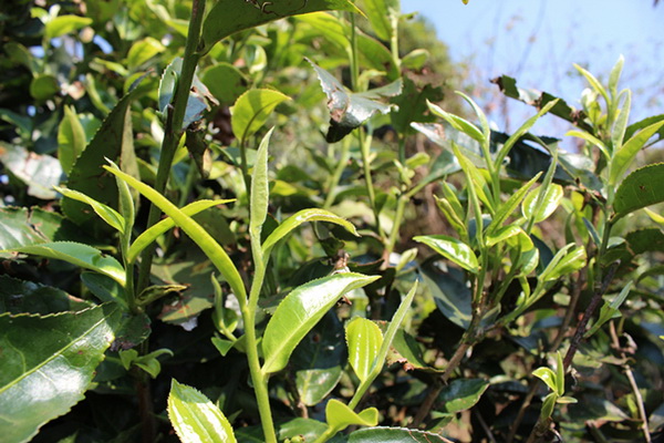 干货:教你如何区分雨水茶和真正的秋茶