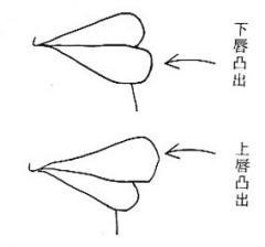 面相:女人的嘴唇