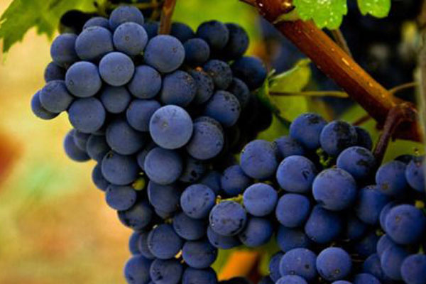 赤霞珠:红葡萄品种之王|中级课堂