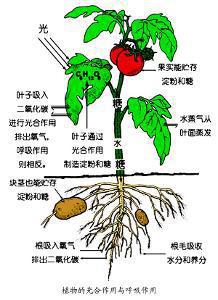 国庆玩点简单科学:洋葱头观察植物的根系