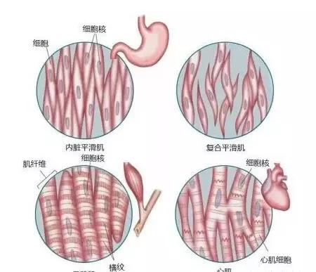 健身了为什么体重没下降而且上升了?