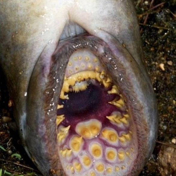 相貌吓人的"七鳃鳗" 地球上的"外星生物"
