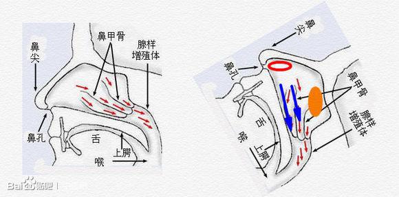 这么有效根治鼻炎偏方,你竟然不知道?