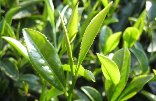武夷山红茶--正山小种的品质化学特征