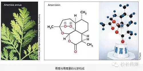 刚获诺贝尔奖的中国药学家屠呦呦为何多次落选院士