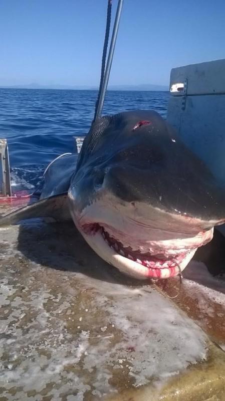 渔夫捕获到超巨型虎鲨,身形大的足以让人感到后怕