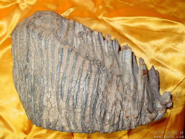 猛犸象牙化石有价值吗 能卖多少