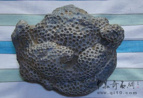 蜂窝化石和珊瑚化石怎么区别,有收藏价值吗