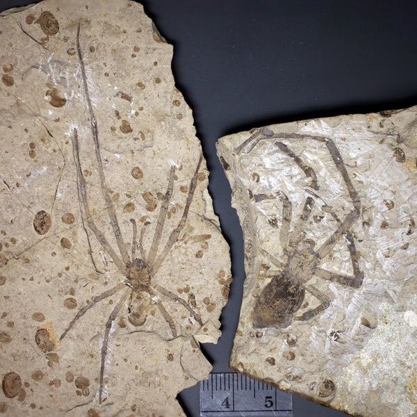 蜘蛛化石有什么特征
