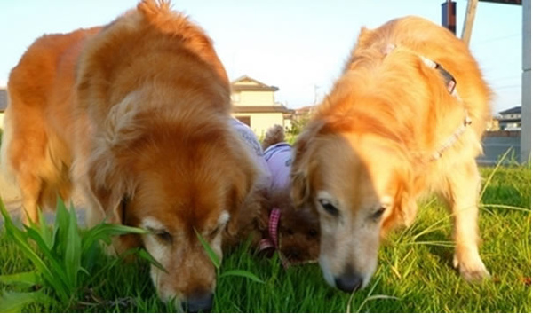 狗狗为什么喜欢吃草,狗吃草是生病了吗?_宠巴