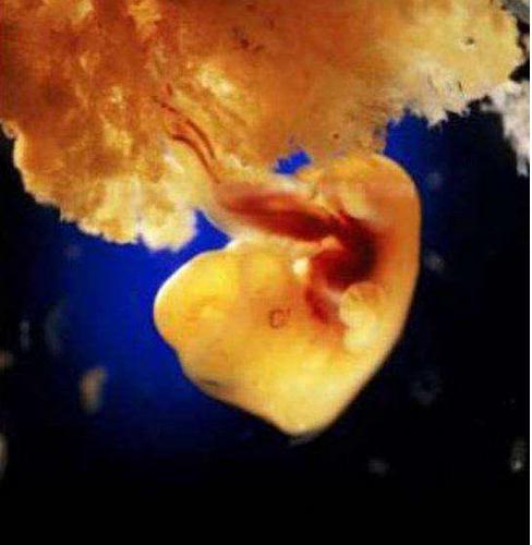 40天的时候,外层的胚胎细胞和子宫表层结合,形成了胎盘.