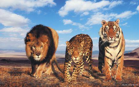 比起其他三组,东北虎和华南虎只在毛色,体型上略有不同,整体的相似度