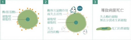 SK-japan家用喷洒消毒机由日本SK株式会社出品,进入中国后由广东省微生物分析检测中心检测合格。检测表明:该产品对水果蔬菜中的”敌敌畏、乐果“农药残留去除率达”97.9%;对衣物及人体皮肤表面的“大肠杆菌、金黄色葡萄球菌”达到99.999%的灭杀率;对生活中易传播的”白色念珠菌“达到99.84%灭杀率。SK-japan家用喷洒消毒机采用微电脑控制技术,以食盐水为原料,只需要3分种就可以制造出安全无毒,国际公认的的电解次氯酸消毒水,可对我们的衣、食、住、用、行及人体皮肤等方面进行全面、彻底的消毒保健,其特点是安全、卫生、环保、无毒,家用消毒经济实惠,受到了美国、日本市场的肯定和欢迎。