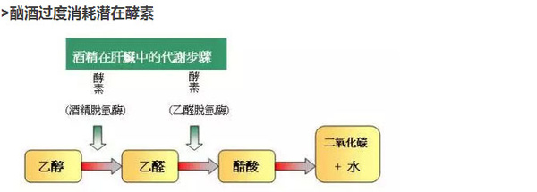 【维西坦瑞酵素说】酵素解酒护肝