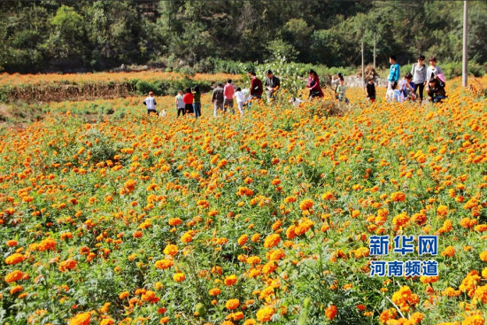 10月7日,河南内乡县万亩万寿菊种植基地.