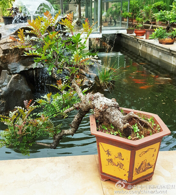 中国西部新媒体联盟探通海艺术盆景