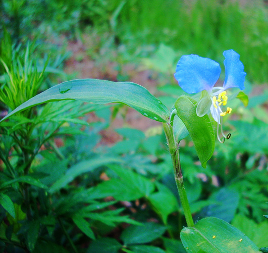 养生养心山野菜——竹节菜