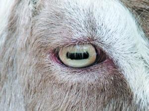 山羊的瞳孔是长方形的吗?