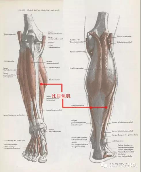 *小腿正面,外侧的胫骨前肌,趾长伸肌,腓骨肌,比目鱼肌,在结构上可以