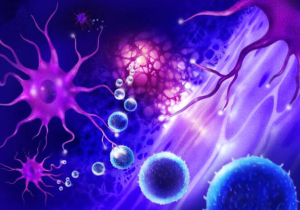 骨髓间质细胞及树突状细胞免疫功能异常的研究