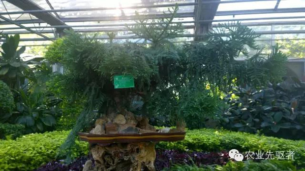 智能温室--热带植物馆!