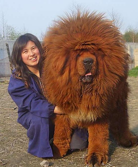 16只体型巨大的狗狗,让你误以为主人才是宠物!