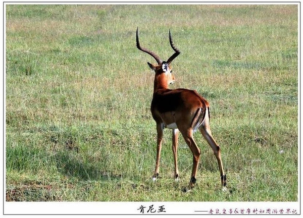 非洲草原精灵—羚羊