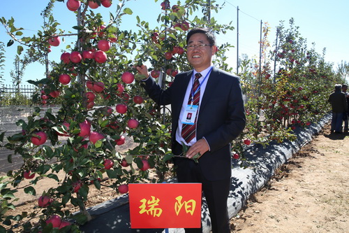 赵政阳教授在"瑞阳"苹果树前喜不自禁(靳军 摄)