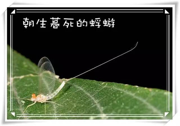 蜉蝣朝生暮死