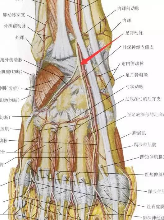 掌背动脉指蹼穿支蒂掌背皮神经营养血管逆行皮瓣修复手指软组织缺损