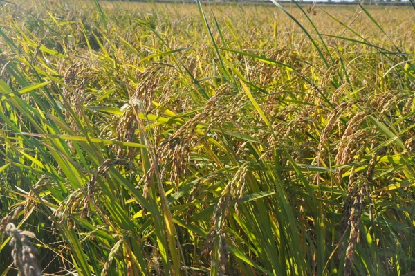 据滕飞介绍,沙米项目注册基金1亿元,计划总投资10亿元,种植水稻始于